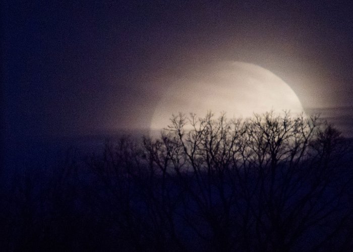 moonwald
