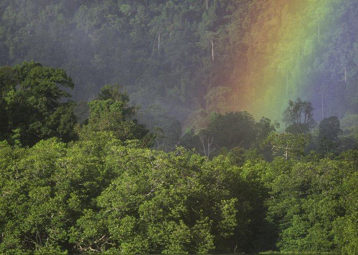 Deforestation and Forest Degradation