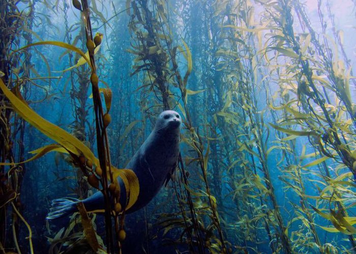 sea forest